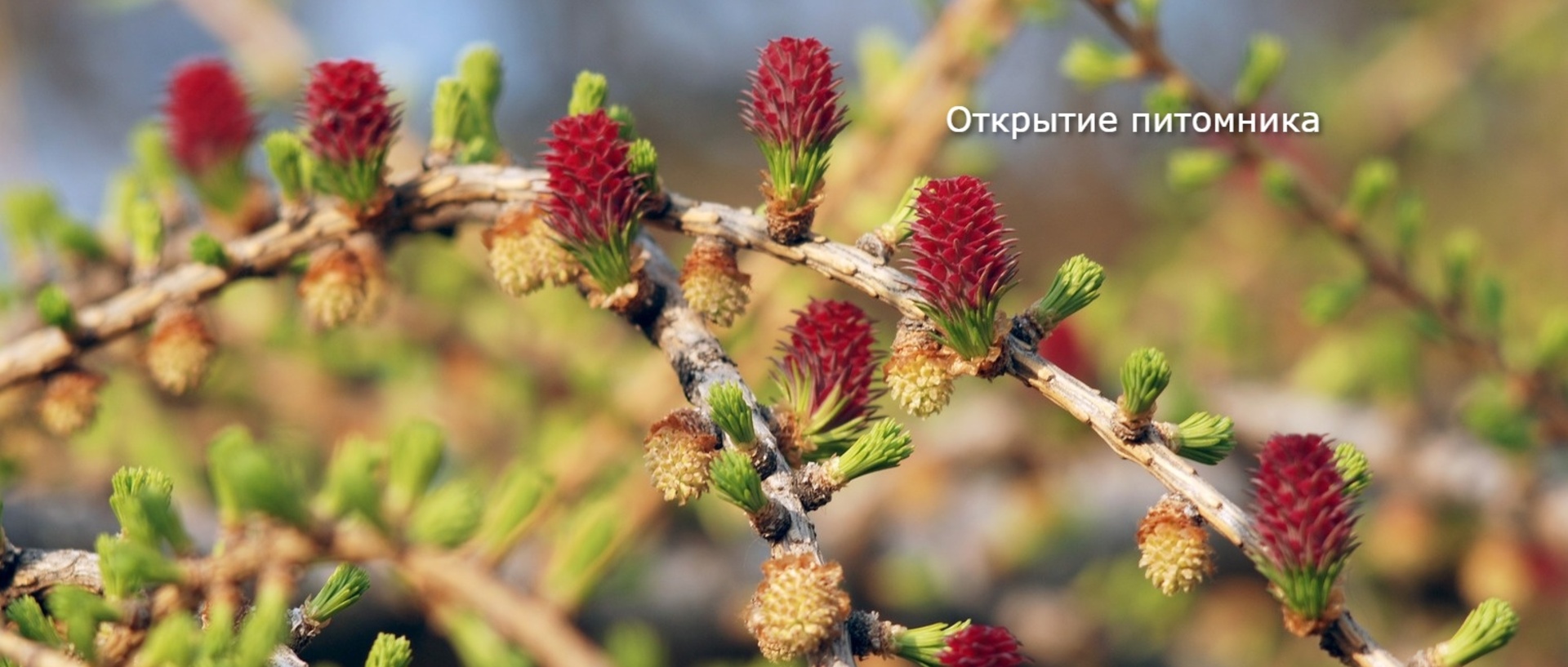 Боровский питомник - Borovsky-Pitomnik.ru