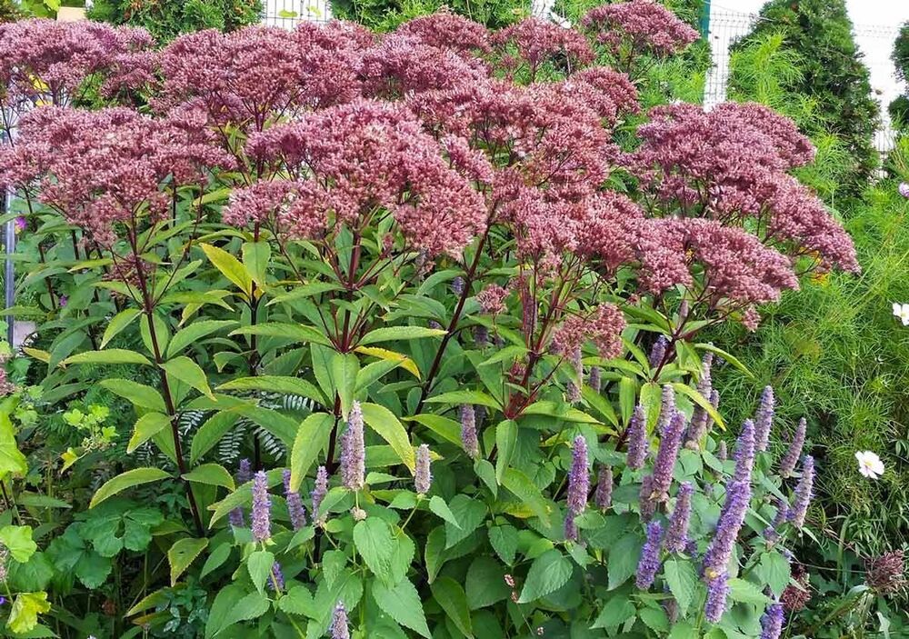 Посконник пурпурный посадка и уход фото Eupatorium purpureum 80cm - Google Search